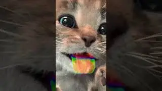 kitten knocking on screen 😺😺😺