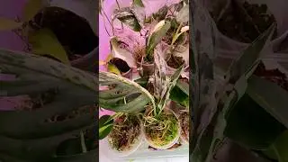 И продать то жалко😂💚 #plants #растения #flowers #домашниерастения #черенки #monsteraalbo