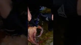 Octopus Steals my Watch!