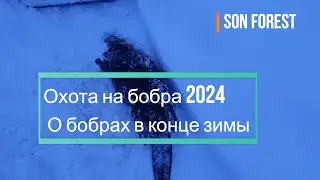 Охота на бобра 2024 О бобрах в конце зимы