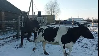 #Жеребец