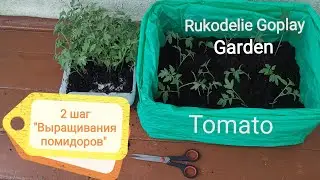Garden // Tomato // 2 шаг Как выращивать помидоры? // Рассада