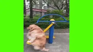 Собака на качелях - мем, оригинал