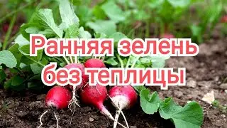 Вырастить раннюю ЗЕЛЕНЬ и РЕДИС без теплицы в холодном регионе. Самодельный парник. #сельская_жизнь
