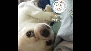 【寵物】被風sen到不爽只能一直該該叫表示抗議