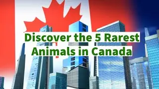 Discover the 5 Rarest Animals in Canada