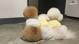 친구강아지가 놀러와서 챌린지를 한다면???