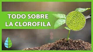 Qué es la CLOROFILA🌿 Función, Tipos y más 👇