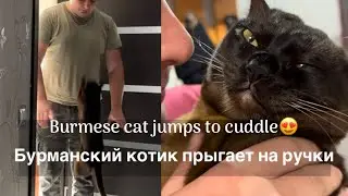 Burmese cat meets his dad 😍 Бурманский котик встречает папу с работы😍