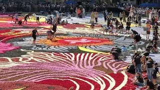 The 2024 Brussels Flower Carpet and Light Show Spectacle: 