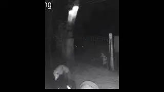 Ring camera action watching my live trap. they were all too clever.