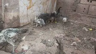 كتاكيت الفيومي البياض