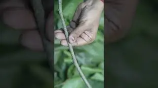अगर आप भी चाहते हैं अपने दांतो को सुंदर और स्वस्थ तो इस video को देखे