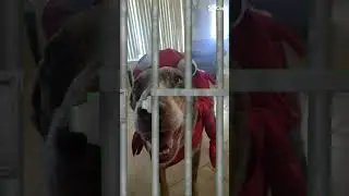 I guess Rio is going to jail #dog #happydoglife #puppy #cuteanimal #happydoghappylife #dogmom #cute