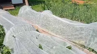 Появились питомцы. Переделка в пчельнике. Клубника огорчила.