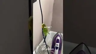 красавчик кеша