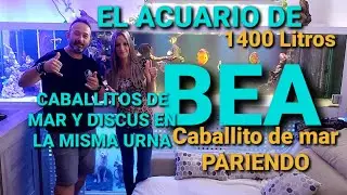 Acuario marino e dulce