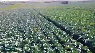 Дагестан #дагестан