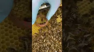 realising queen 👸👑👸👑 bee 👑🐝👑🐝 || what after relese #shorts #bees #honeycomb