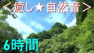 ＜癒し★自然音＞ ツクツクボウシ・ヒグラシが鳴く森林【6時間】セミの鳴き声（安らぎ・リラックス・リフレッシュ・ストレス解消）
