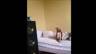 Snootshi