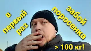 Как правильно забить свинью ? Хряк более 100 кг