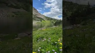 Colorado Wildflowers by Alpine Lake