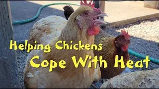 Helping Chickens Cope with Heat