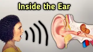 Journey inside the Ear || Human Ear Structure and Function