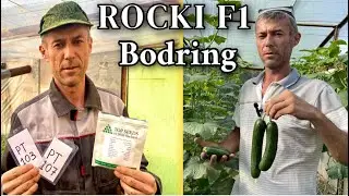 12-fevral. Dehqon Bahtiyot Joʻrayev Rocki F1 Bodring urugʻlarini tafsiya qildi. 1-qism