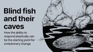 Blind fish and their caves