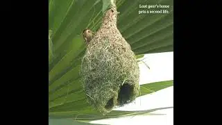 Birds nest creation