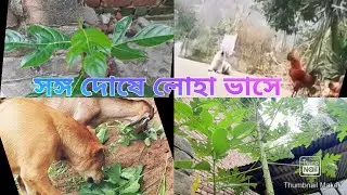 মজার কিছু সঙ্গ দোষ ..সঙ্গ দোষে লোহা ভাসে