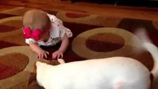 Пес научивший младенца ползать