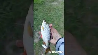 мой улов за вчера. 