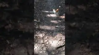 Перся собрался со мной за грибами.)))