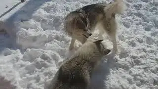 Ярис и Хаси - зимнее счастье!