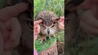 Owl ears are hidden where you'd never look 