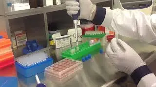 Altogen Biosystems In Vitro PANC-1 Transfection Tutorial