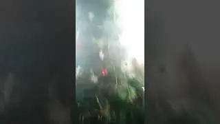 сравнение елочки