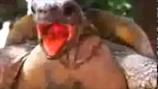 The Hills turtle sex