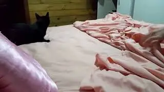 O jeito mais fofo de NÃO arrumar a cama! 😂