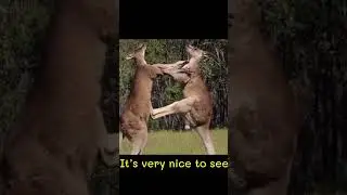 it’s very nice to see! short|shorts