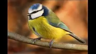 Sounds of Spring