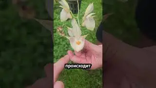 🐝 Как орхидея метит пчелу за секунду! #орхидея #цветы #опыление