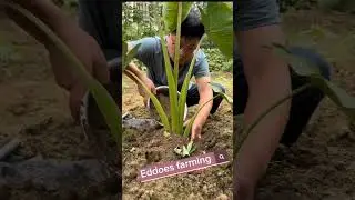 Eddoes Farming Tips 