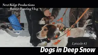 Dogs in Deep Snow (Rabbit Hunting in Newfoundland)