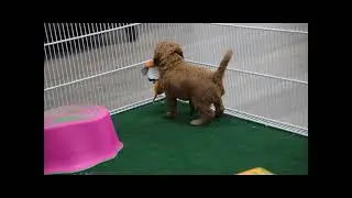 Meet Miles the Goldendoodle Mini Puppy!