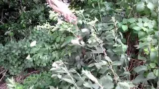 ZOPO ZP780   przykładowe wideo HD 1080p sample video
