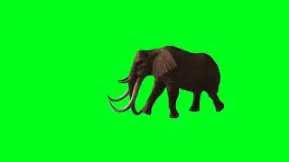 hathi green screen video | angry elephant green screen | baby elephant green screen | effect